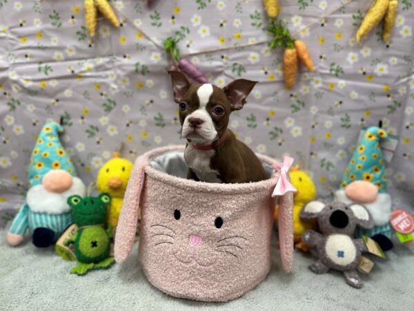 Boston Terrier-Dog-Female-Seal and White-26198-Petland Scottsdale, Arizona