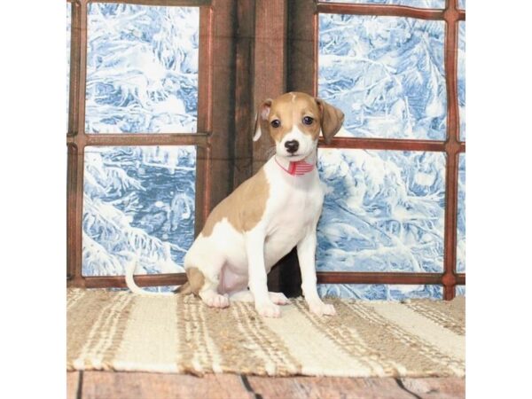 Italian Greyhound-Dog-Female-White / Fawn-26221-Petland Scottsdale, Arizona