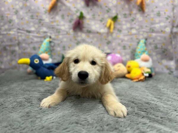 Golden Retriever-Dog-Male-Golden-26210-Petland Scottsdale, Arizona