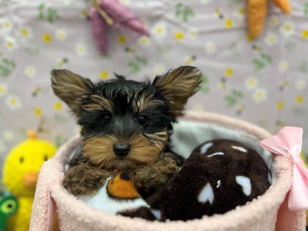 Yorkshire Terrier-Dog-Male-Black / Tan-26207-Petland Scottsdale, Arizona