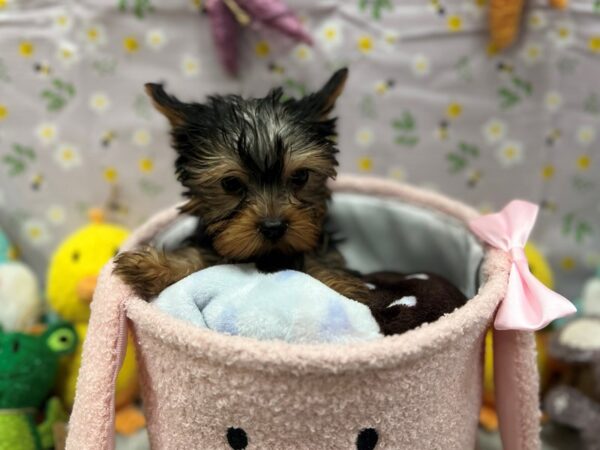 Yorkshire Terrier-Dog-Female-Black / Tan-26208-Petland Scottsdale, Arizona