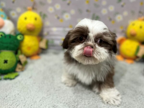 Shih Tzu-Dog-Female-Chocolate / White-26206-Petland Scottsdale, Arizona