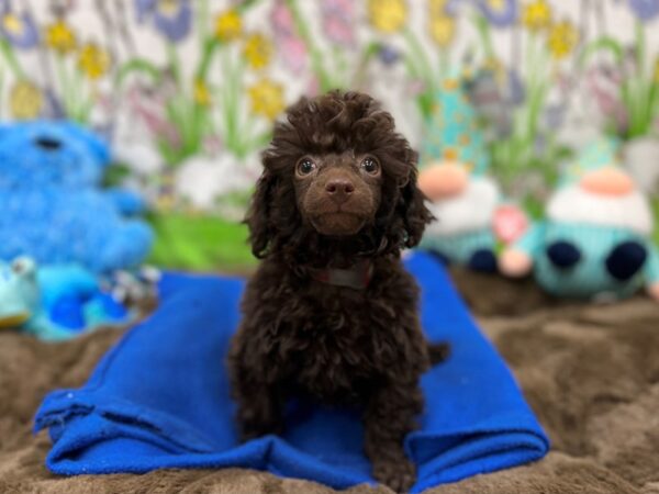 Poodle-Dog-Female-Chocolate-26223-Petland Scottsdale, Arizona