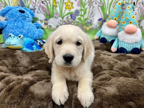 English Cream Golden Retriever-Dog-Male-CREAM-26232-Petland Scottsdale, Arizona