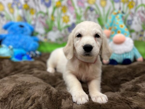 English Cream Golden Retriever-Dog-Female-CREAM-26234-Petland Scottsdale, Arizona