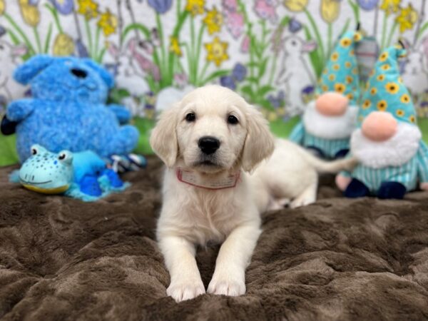 English Cream Golden Retriever-Dog-Female-CREAM-26235-Petland Scottsdale, Arizona
