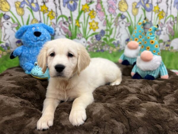 English Cream Golden Retriever-Dog-Male-CREAM-26233-Petland Scottsdale, Arizona