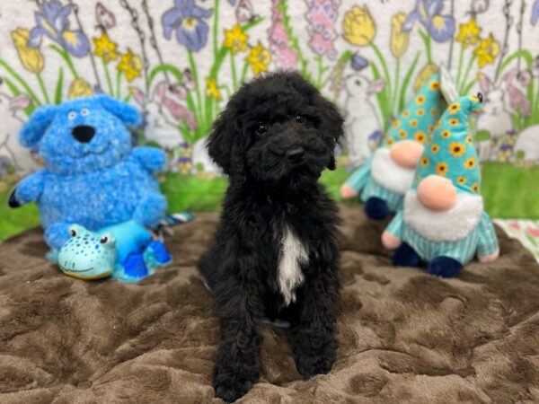 Standard Poodle-Dog-Male--26231-Petland Scottsdale, Arizona