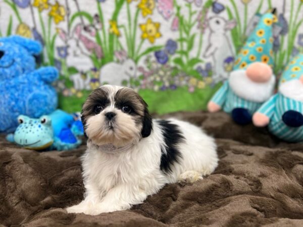 Shih Tzu-Dog-Female-Wht/Blk/Brwn-26229-Petland Scottsdale, Arizona