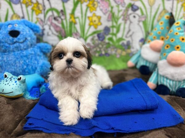 Shih Tzu-Dog-Female--26230-Petland Scottsdale, Arizona