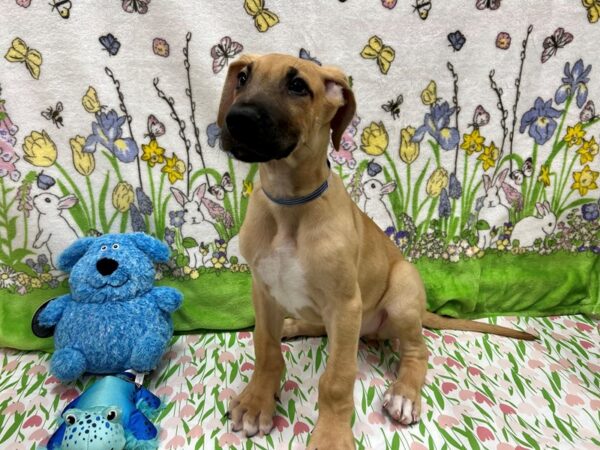 Great Dane-Dog-Male-Fawn-26213-Petland Scottsdale, Arizona