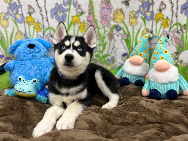Siberian Husky-Dog-Male-Black / White-26228-Petland Scottsdale, Arizona