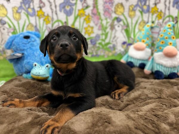 Rottweiler-Dog-Female-Black / Rust-26227-Petland Scottsdale, Arizona