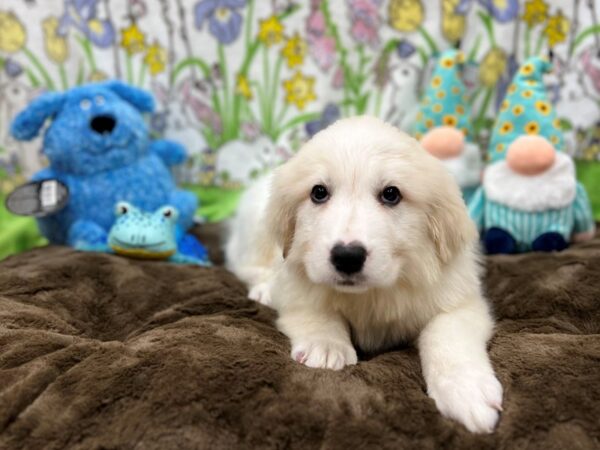 Great Pyrenees-Dog-Male-White-26214-Petland Scottsdale, Arizona