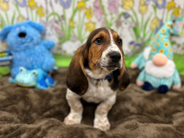 Basset Hound-Dog-Male-Black White and Tan-26215-Petland Scottsdale, Arizona