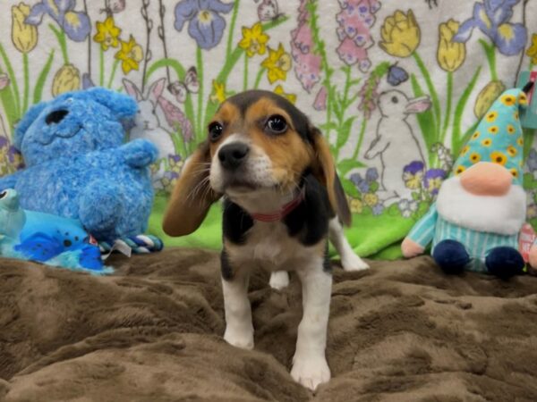 Beagle-Dog-Female-Black White and Tan-26216-Petland Scottsdale, Arizona