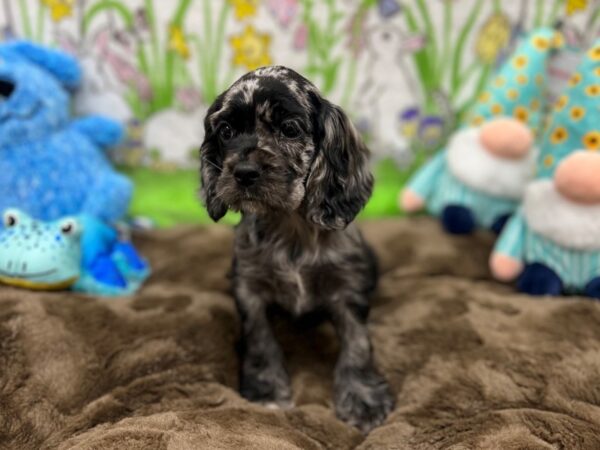Cocker Spaniel-Dog-Female-Blue Roan-26212-Petland Scottsdale, Arizona
