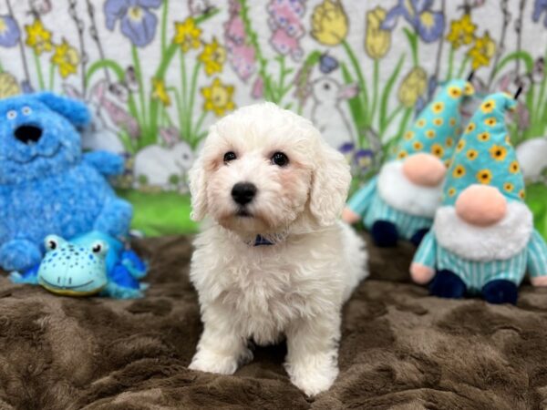 Bichon Frise-Dog-Male-White-26218-Petland Scottsdale, Arizona