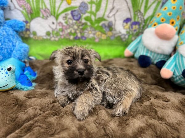 Cairn Terrier-Dog-Female-Silver Wheaten-26219-Petland Scottsdale, Arizona