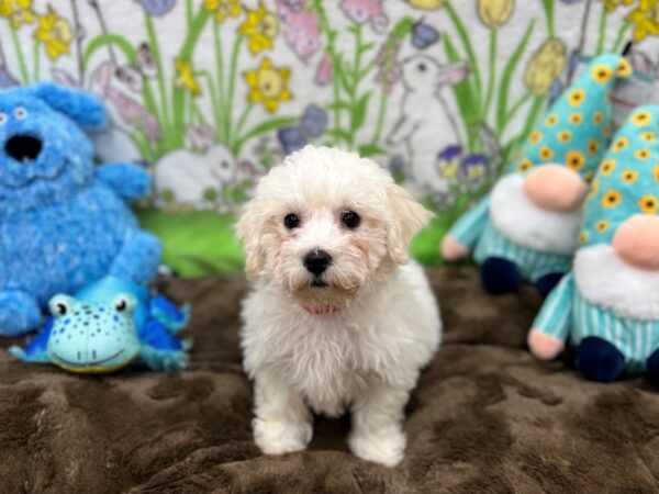 Bichon Frise-Dog-Female-White-26217-Petland Scottsdale, Arizona