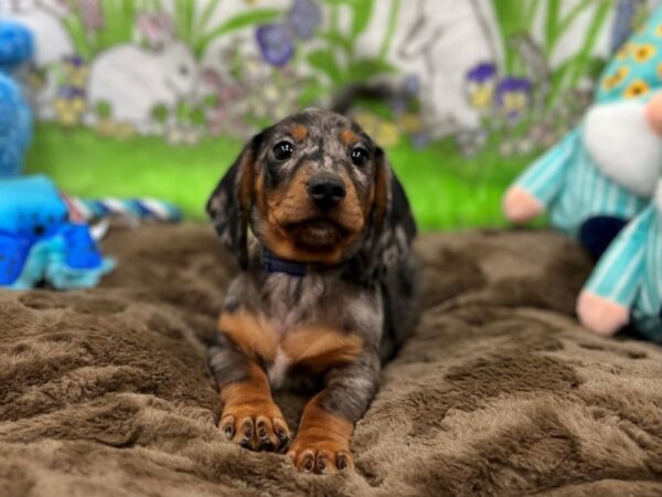 Dachshund-Dog-Male-Black / Tan-26226-Petland Scottsdale, Arizona