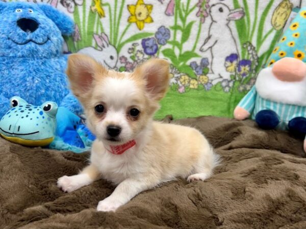 Chihuahua-Dog-Female-Fawn / White-26224-Petland Scottsdale, Arizona