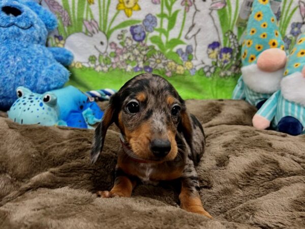 Dachshund-Dog-Female-Black / Tan-26225-Petland Scottsdale, Arizona