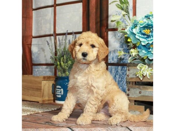 F1B Mini Goldendoodle-Dog-Female-Golden-26247-Petland Scottsdale, Arizona