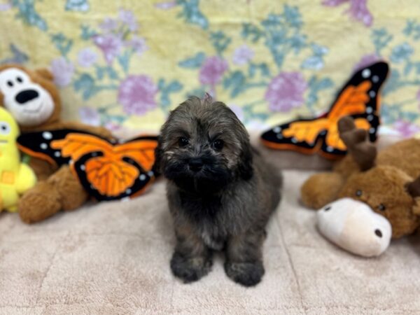 Havanese-Dog-Female-Fawn Sable-26245-Petland Scottsdale, Arizona