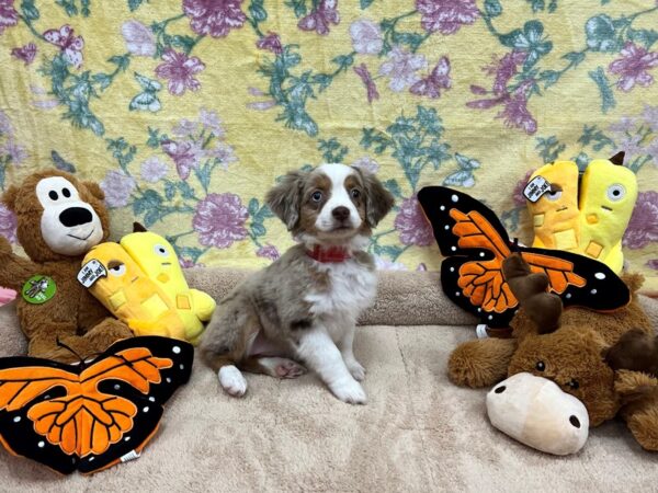 Miniature Australian Shepherd-Dog-Female-Red Merle-26237-Petland Scottsdale, Arizona