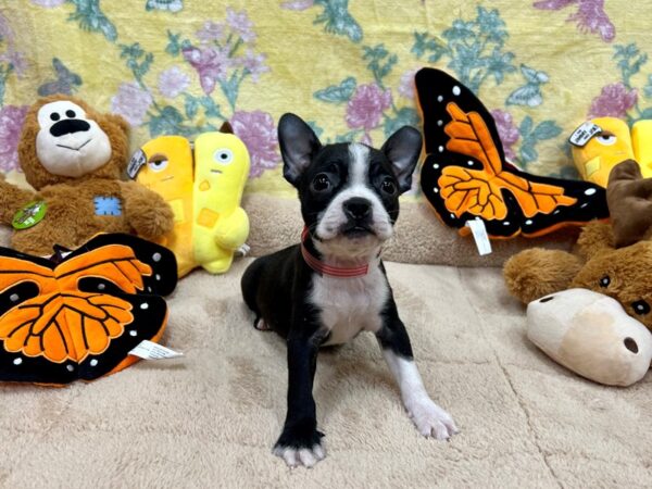 Boston Terrier-Dog-Female-Black and White-26240-Petland Scottsdale, Arizona