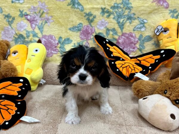Cavalier King Charles Spaniel-Dog-Female-Black and White-26242-Petland Scottsdale, Arizona