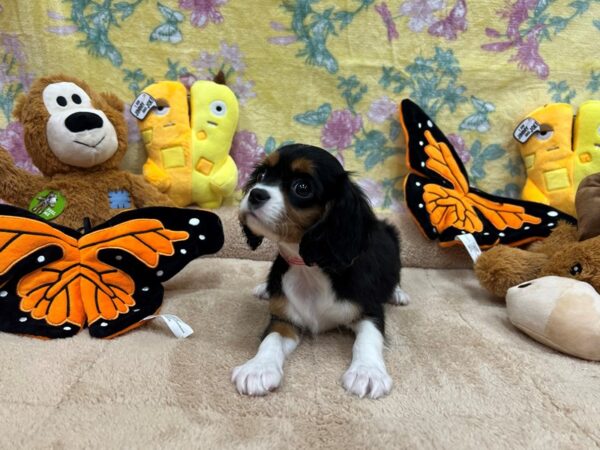 Cavalier King Charles Spaniel-Dog-Female-Black / Tan-26249-Petland Scottsdale, Arizona