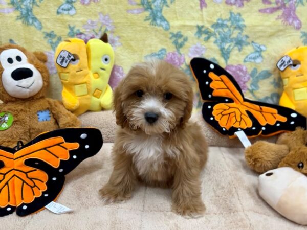 Cocker Spaniel/Poodle-Dog-Female-Red-26253-Petland Scottsdale, Arizona