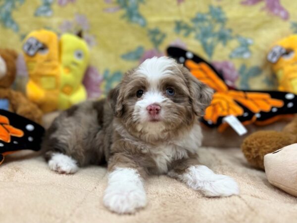 Miniature Australian Shepherd/Poodle-Dog-Female-Chocolate Merle-26248-Petland Scottsdale, Arizona
