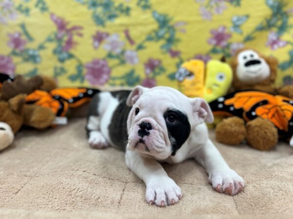 English Bulldog-Dog-Female-Blue Merle-26241-Petland Scottsdale, Arizona