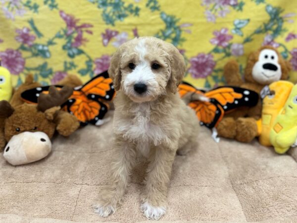 F1B Mini Goldendoodle-Dog-Male-Cream-26236-Petland Scottsdale, Arizona