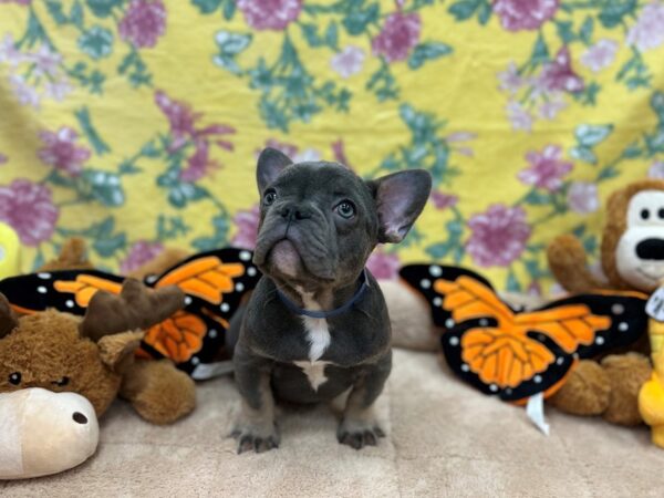 French Bulldog-Dog-Male-Blue-26195-Petland Scottsdale, Arizona