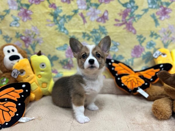 Pembroke Welsh Corgi-Dog-Female-Red & White-26256-Petland Scottsdale, Arizona