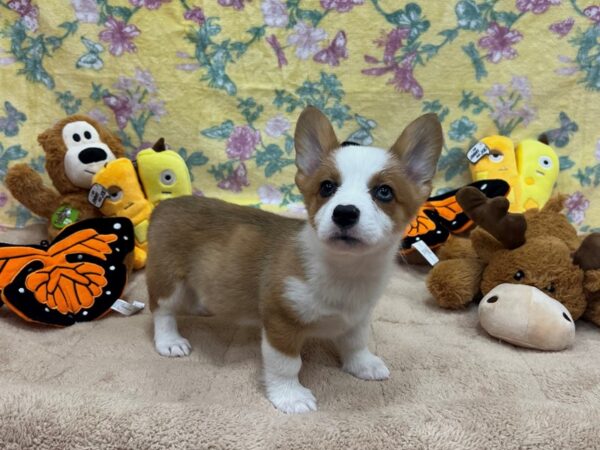 Pembroke Welsh Corgi-Dog-Male-Red & White-26255-Petland Scottsdale, Arizona