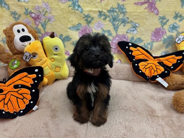 Maltese/Yorkshire Terrier-Dog-Female-Black / Tan-26254-Petland Scottsdale, Arizona