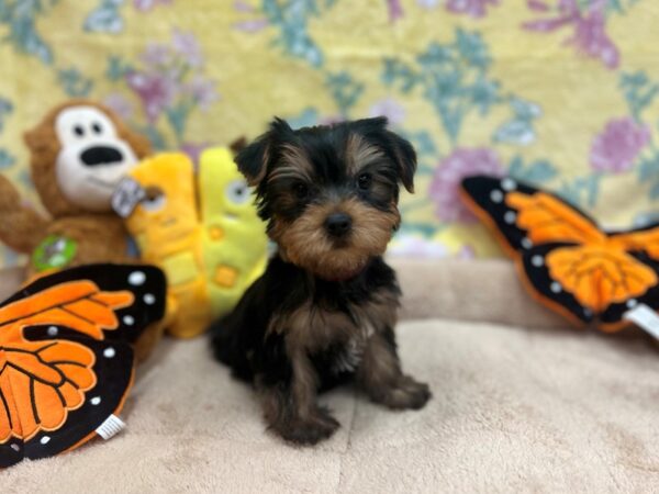 Yorkshire Terrier-Dog-Female-Black / Tan-26252-Petland Scottsdale, Arizona