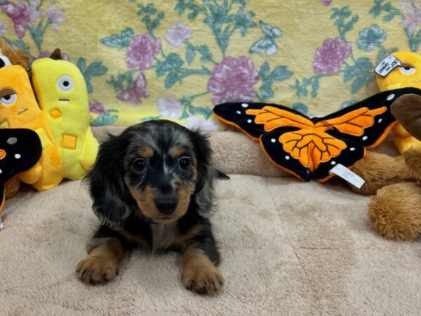 Dachshund-Dog-Male-Black / Tan-26246-Petland Scottsdale, Arizona