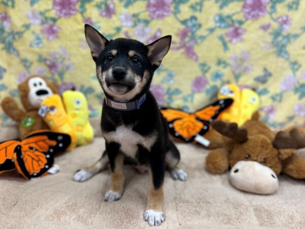 Shiba Inu-Dog-Male-Black and Tan-26238-Petland Scottsdale, Arizona