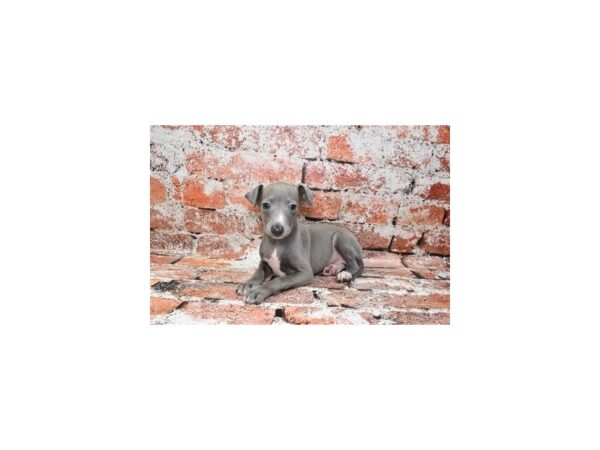 Italian Greyhound-Dog-Male-Blue-26261-Petland Scottsdale, Arizona