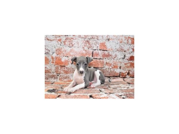Italian Greyhound-Dog-Female-Blue-26262-Petland Scottsdale, Arizona
