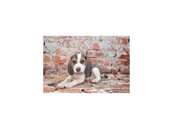 Beagle-Dog-Female-Blue Tan and White-26268-Petland Scottsdale, Arizona