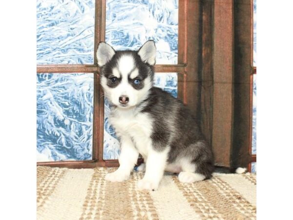 Alaskan Klee Kai-Dog-Female-Black / White-26271-Petland Scottsdale, Arizona