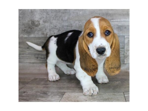 Basset Hound-Dog-Female-Black Tan / White-26279-Petland Scottsdale, Arizona