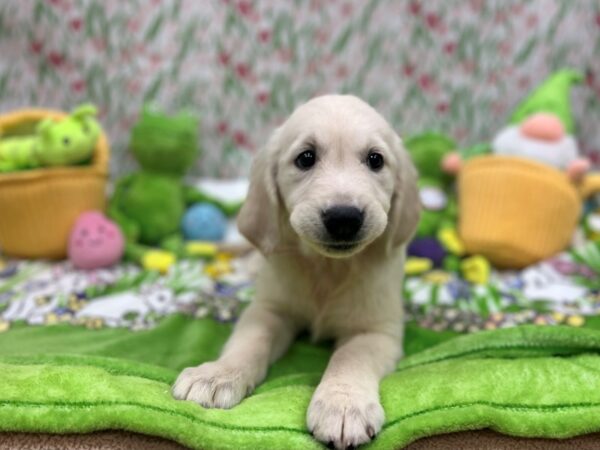 English Cream Golden Retriever-Dog-Female-Cream-26284-Petland Scottsdale, Arizona